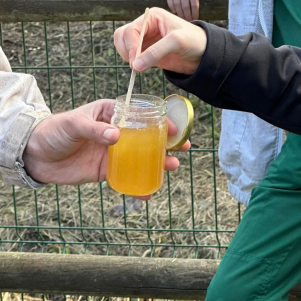 apicoltori e miele a disnyland paris